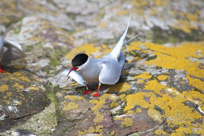 Bird on rock