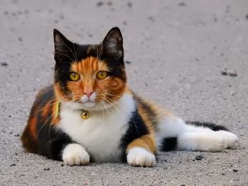 Portrait of cat sitting outdoors