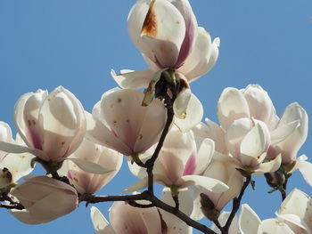 Low angle view of tree against sky