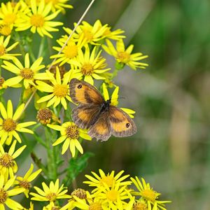 Close-up of bee pollinating flower