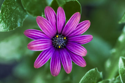 Close-up of pink flower