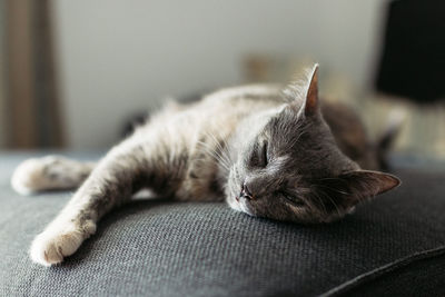 Close-up of cat sleeping on bed at home