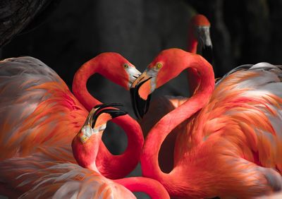 Close-up of flamingos