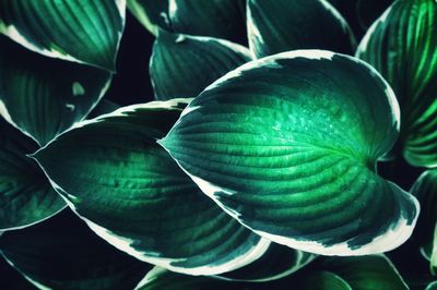 Full frame shot of lotus water lily