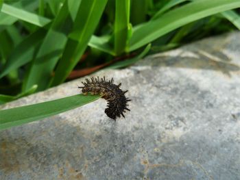 High angle view of insect on plant