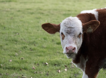 Portrait of cow on field