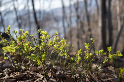 Close-up of plant growing on field