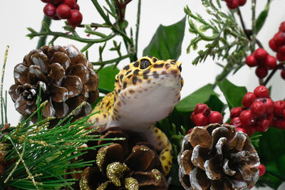 Close-up of fruits on tree