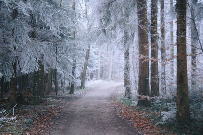 Dirt road amidst trees in forest during winter