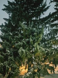 Trees by lake in forest against sky