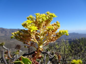 Close-up of yellow flowering plant on field