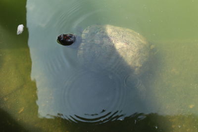 High angle view of turtle in lake