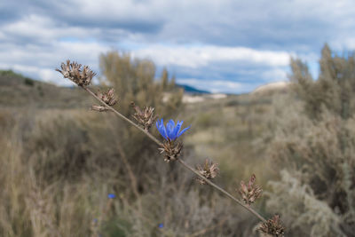 Close-up of purple flowering plant on field against sky