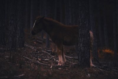 Horse standing in forest