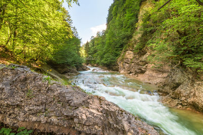 Stream flowing through rocks in forest