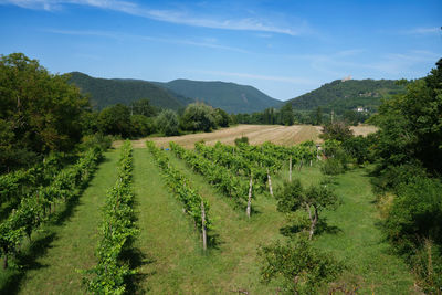 Scenic view of landscape against sky