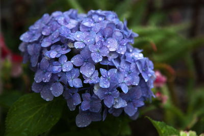 Close-up of wet purple hydrangea