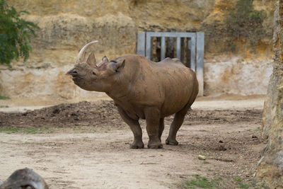 Rhinoceros standing at zoo