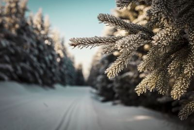 Close-up of snowflakes on tree