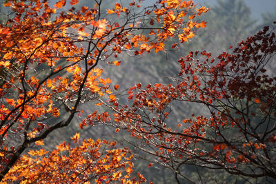 Low angle view of maple tree against orange sky