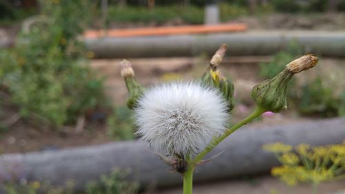 Close-up of white dandelion flower