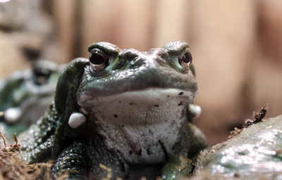 Close-up of a lizard