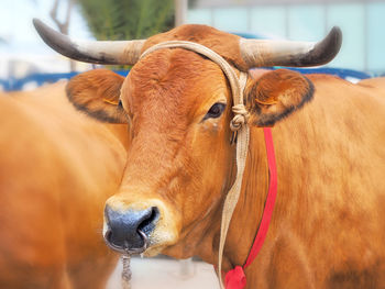 Close-up of a cow