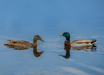 Birds swimming in lake