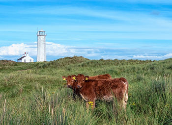 Cows standing on grassy field 