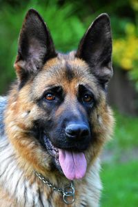 Close-up portrait of dog