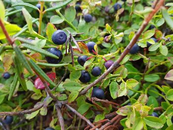Close-up of fruits growing on plant