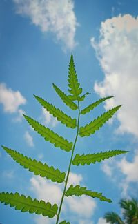 Low angle view of succulent plant against sky