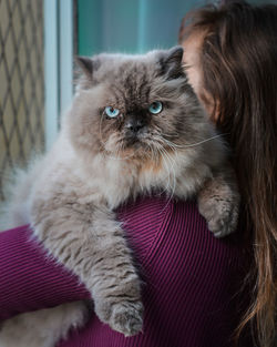Close-up portrait of cat relaxing at home