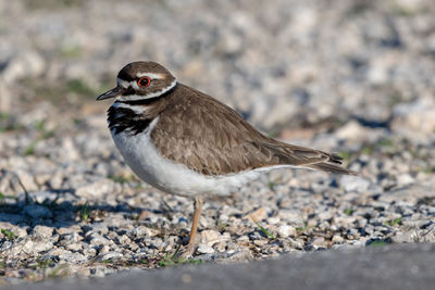 Close-up of a bird looking away