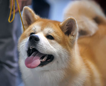 Close-up of a dog looking away