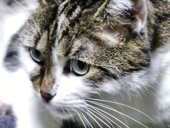 Close-up portrait of cat
