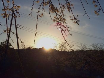 Sun shining through trees