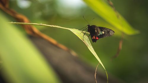 Close-up of butterfly on leaf