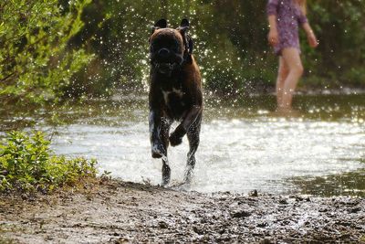 Full length of wet dog running on water