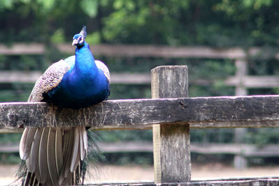 Close-up of peacock perching on railing