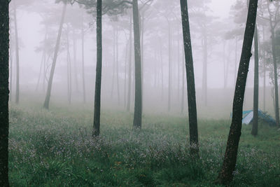 Trees in forest