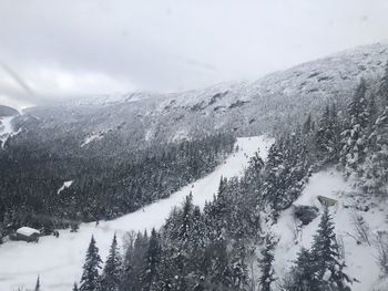 Pine trees on snow covered mountain against sky