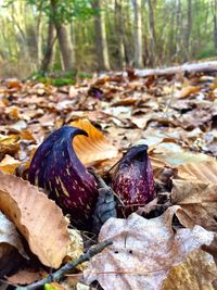 Close-up of autumn leaves in forest