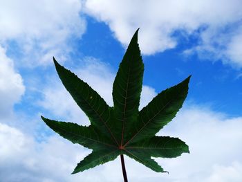 Low angle view of leaves against sky