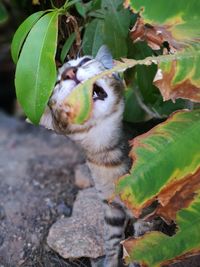 Close-up of bird on plant