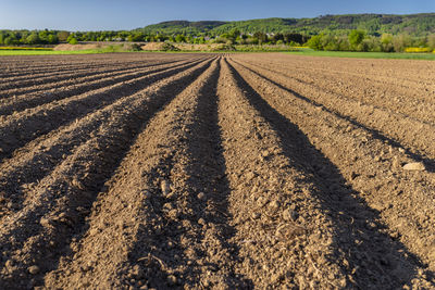 Plowed soil for planting potatoes, visible even rows of soil and sharp shadow of the sun.