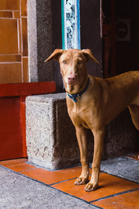 Portrait of dog standing outdoors