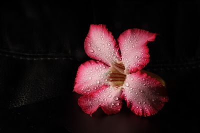 Close-up of wet red rose against black background