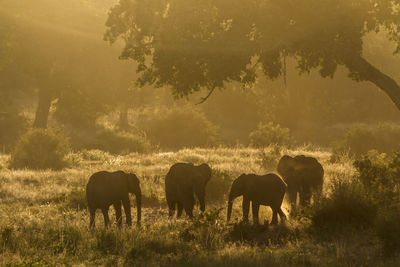 Elephants standing on land