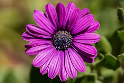 Close-up of purple flower
